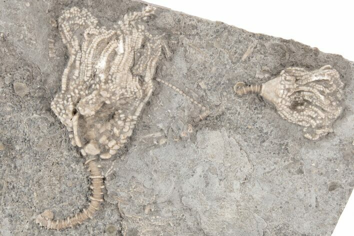 Two Fossil Crinoids (Eretmocrinus) - Iowa #214396